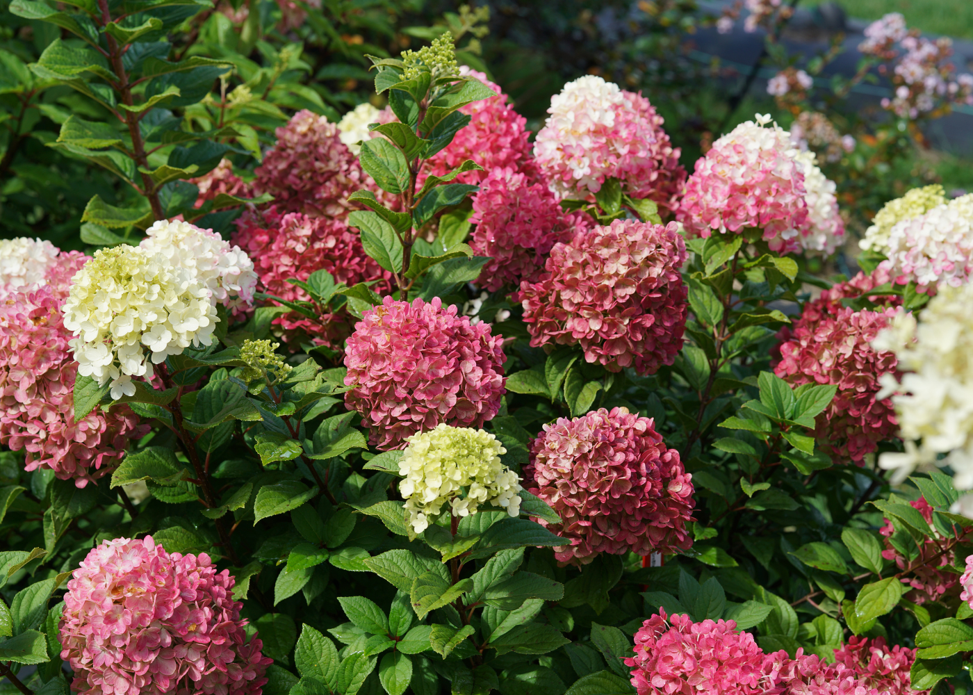 Saturated pink and white panicle hydrangea flowers in a summer garden