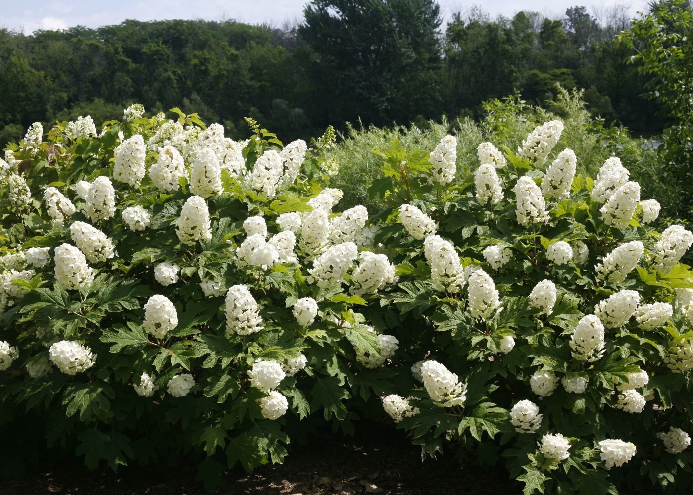Oakleaf hydrangeas with white flowers in a sunny garden hedge with trees in the background