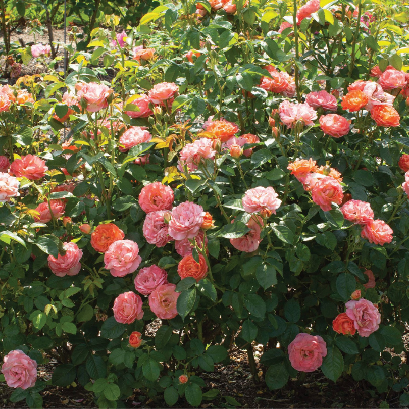 Sunny garden filled with pink and orange roses