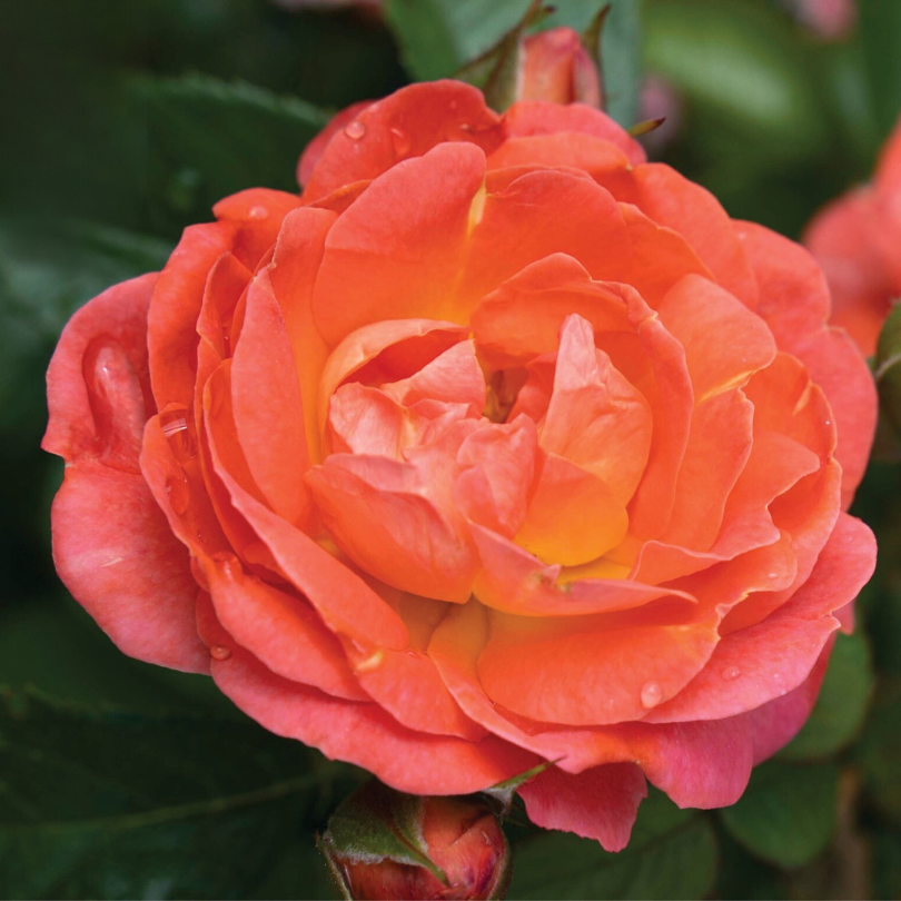 Fiery orange and red rose petals