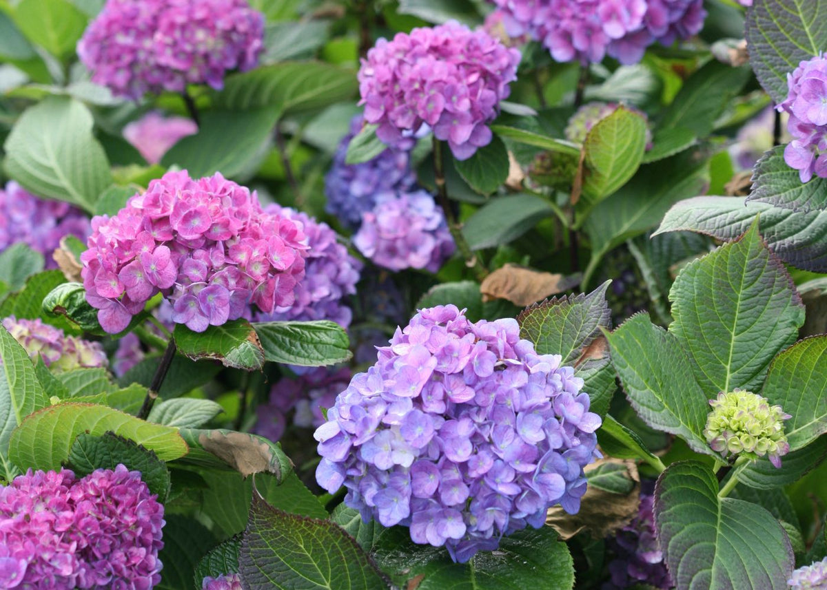 Big round hydrangea purple and blue hydrangea flowers
