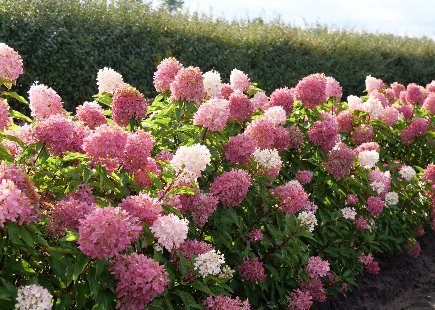 Hedge filled with pink and white panicle hydrangeas