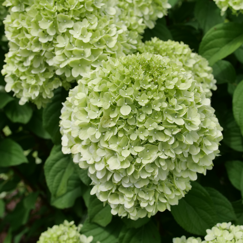 Powerball™ Panicle Hydrangea has large rounded blooms that start green before aging to pink and red.