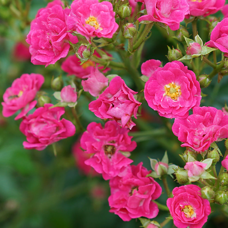 Oso Easy Peasy® Rose is easy to grow and perfect for small spaces.