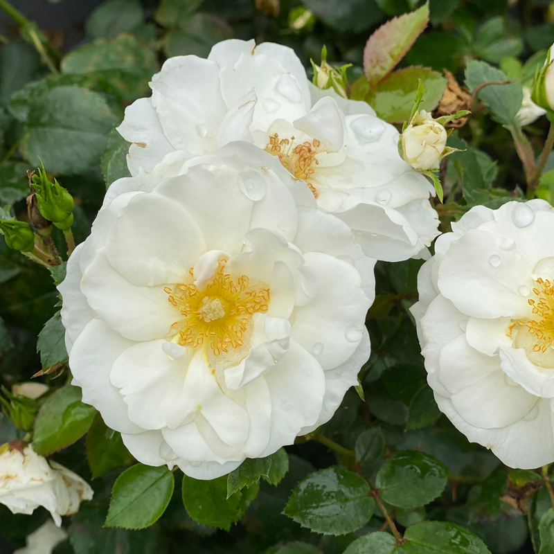 Oso Easy Ice Bay Rose blooms 5 plus months of white flowers.