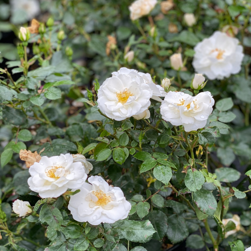 Oso Easy Ice Bay Rose is ideal for compact habitat.