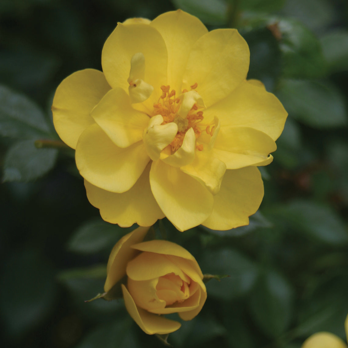 Close up of Oso Easy Lemon Zest rose and bud.