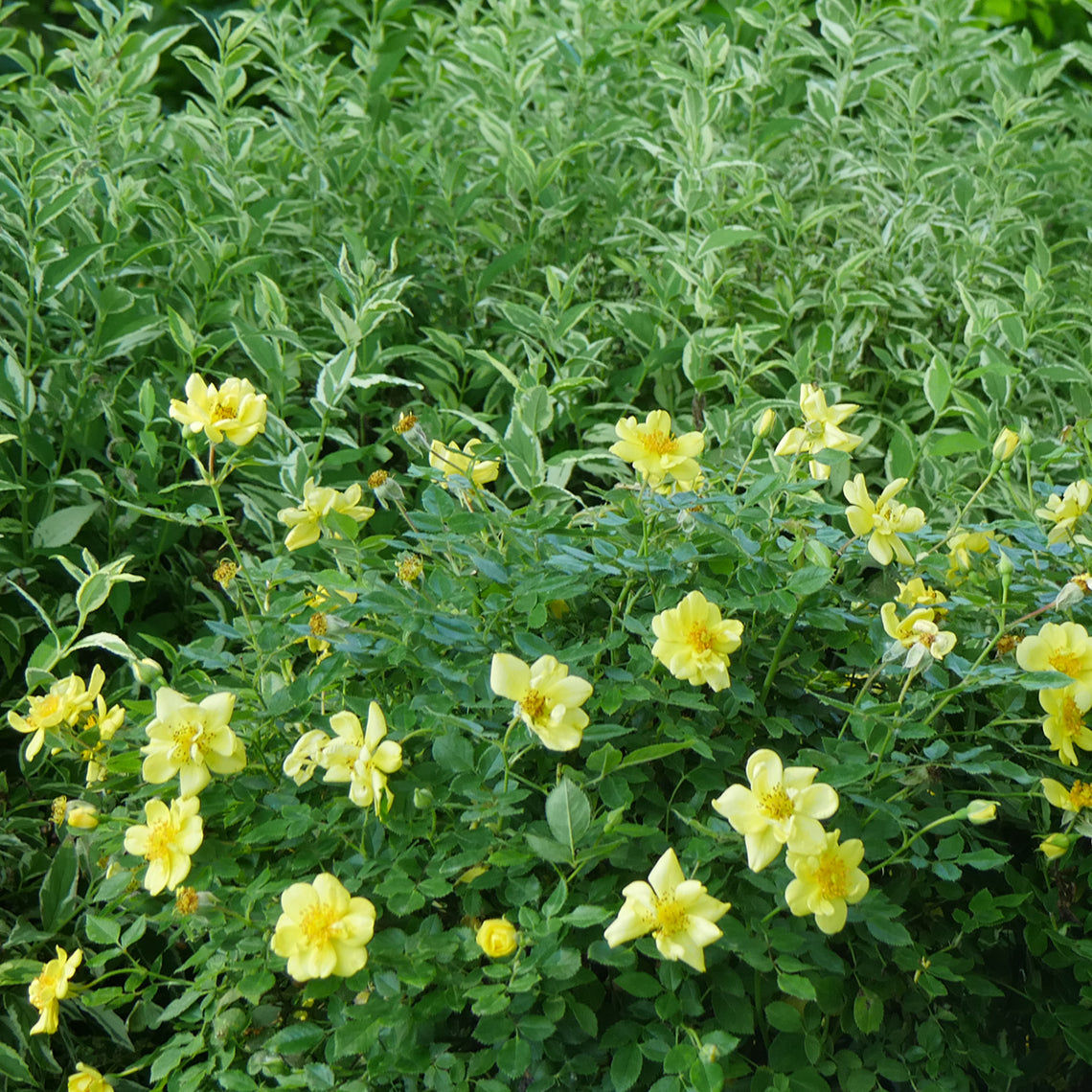 Oso Easy Lemon Zest rose covered in buttery yellow blossoms.