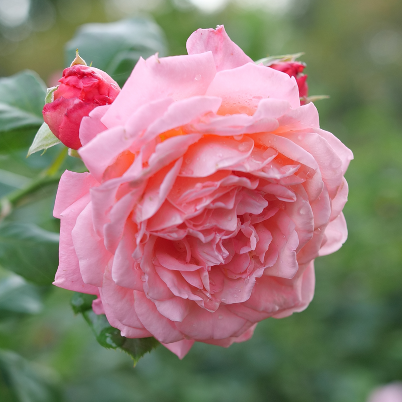 Reminiscent™ Coral Rose Vibrant coral flowers bloom from summer into fall!