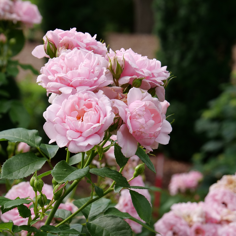 Reminiscent™ Pink Rose has fragrant flowers that bloom from summer to frost.