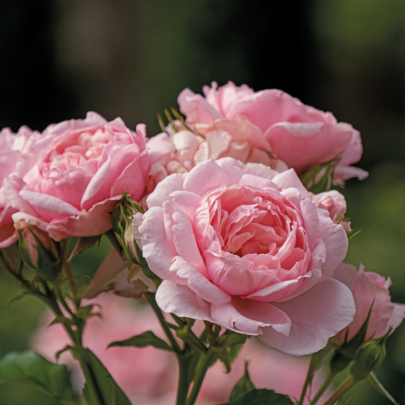 Reminiscent™ Pink Rose has fragrant flowers that bloom from summer to frost.