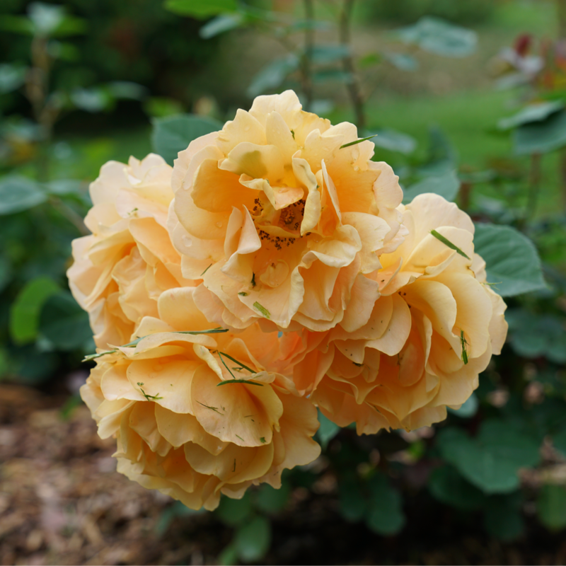 Rise Up Amberness™ Climbing Rose flowers prolifically in summer and fall.