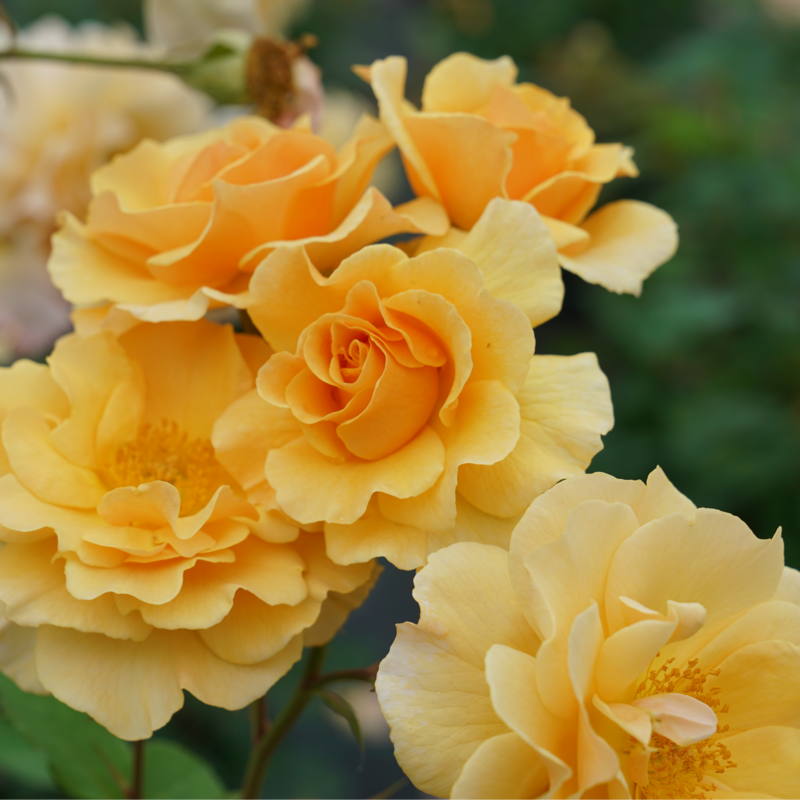Rise Up Amberness™ Climbing Rose has fragrant yellow flowers.