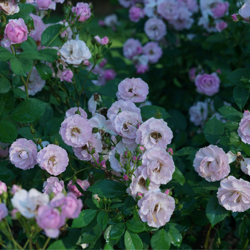 Rise Up Lilac Days™ Climbing Rose can be grown as a shrub or a climber.