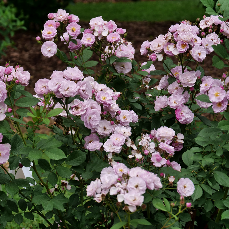 Rise Up Lilac Days™ Climbing Rose has nearly thornless stems.