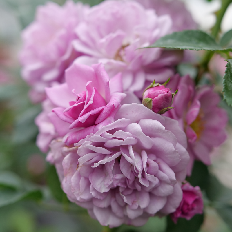 Rise Up Lilac Days™ Climbing Rose has soft purple flowers that bloom from summer to frost