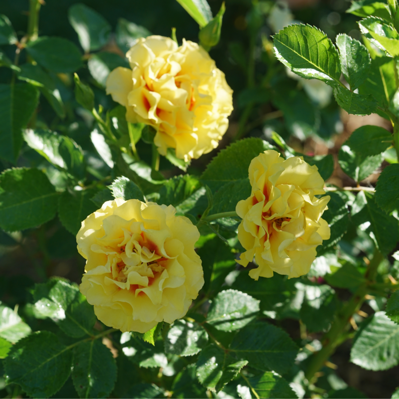 Rise Up™ Ringo® Climbing Rose is the climbing version of the favorite Ringo rose from Proven Winners.