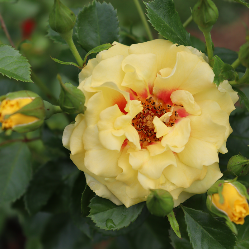Rise Up™ Ringo® Climbing Rose has fragrant yellow flowers with a bright red eye.
