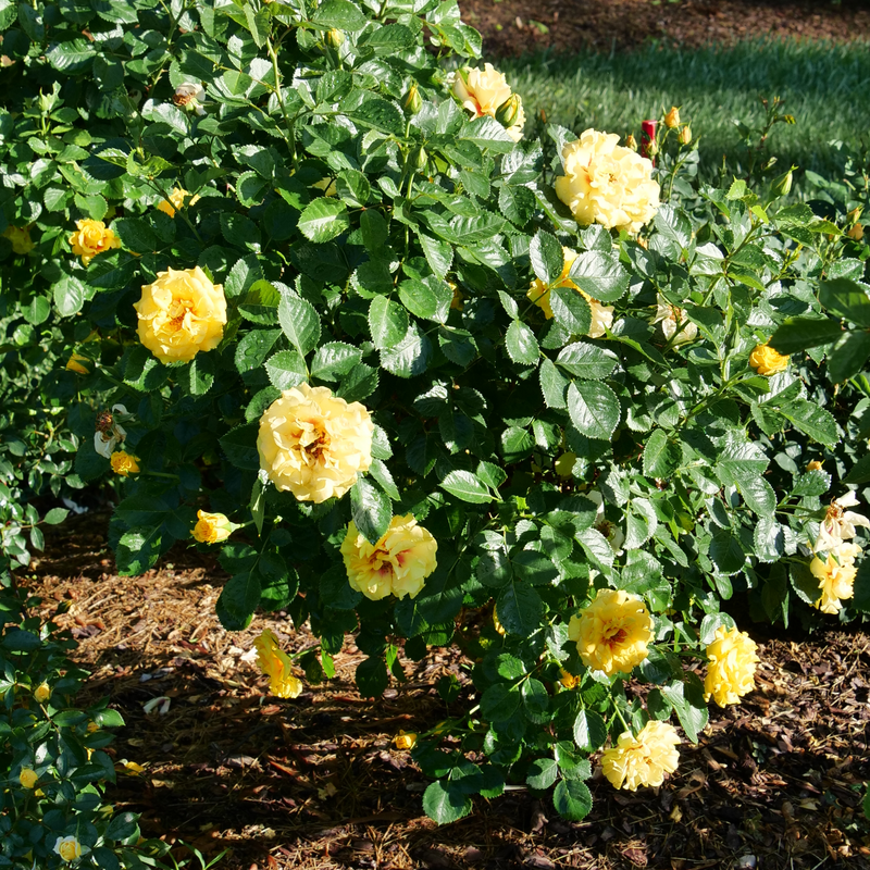 S trailing rose tops 【公式通販】 S trailing rose tops 【公式通販】