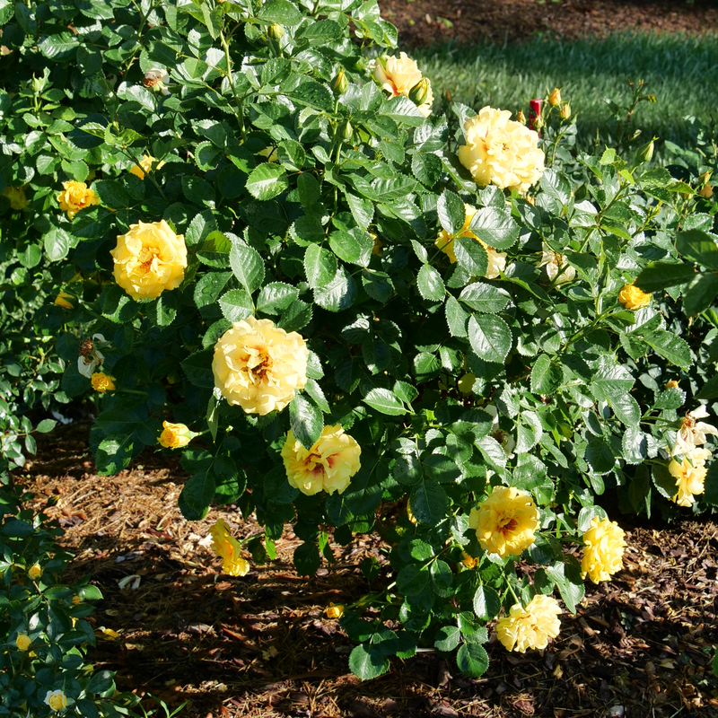 Rise Up™ Ringo® Climbing Rose is a mini climber, reaching only 3-5 feet tall.