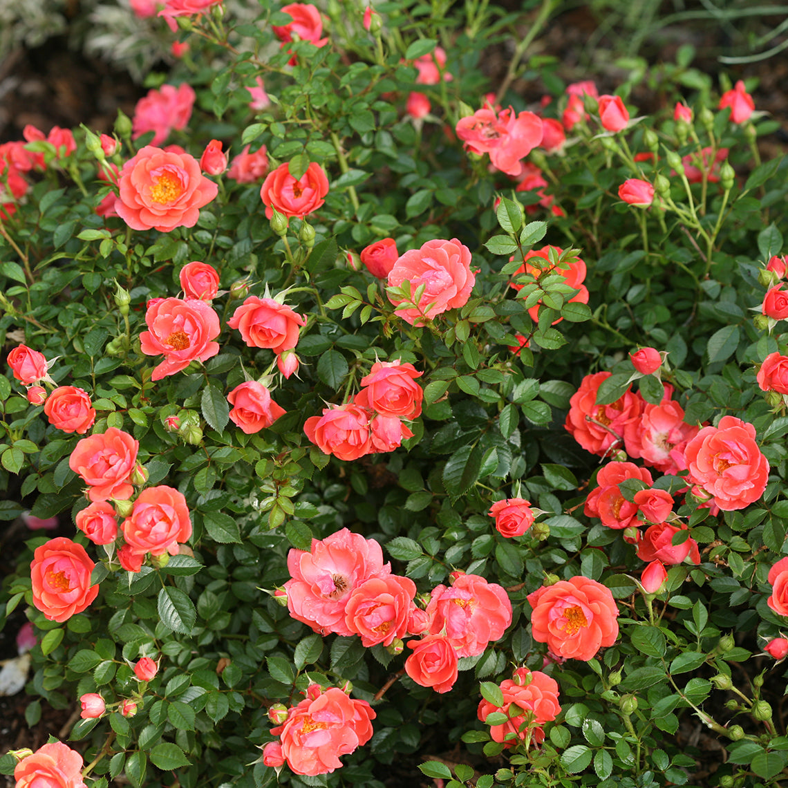 Oso Easy Mango Salsa rose covered in pink orange flowers.