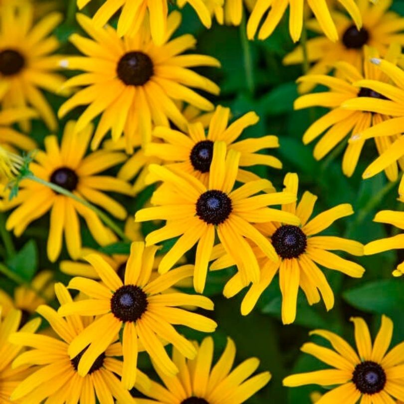 Close-up of a cluster of black-eyed Susan flowers with bright yellow petals and dark brown to black centers, set against green foliage.