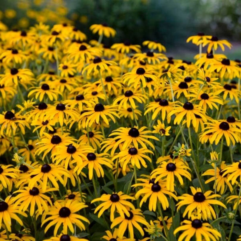Yellow cheery Rudbeckia blooms in a native plant landscape