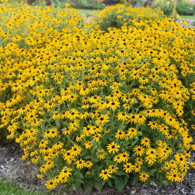 Mound of cheery yellow Rudbeckia flowers