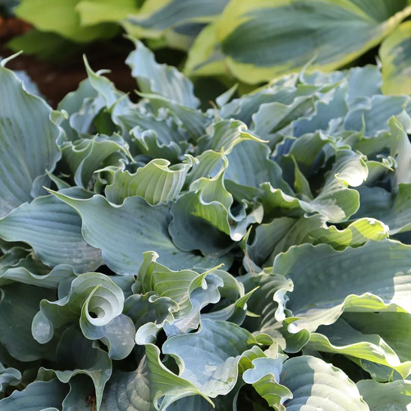 Close up image of 'Waterslide' hosta wavy foliage