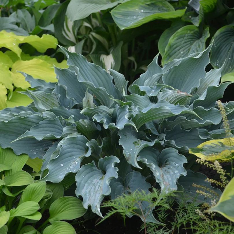 Wavy blue/green hosta foliage