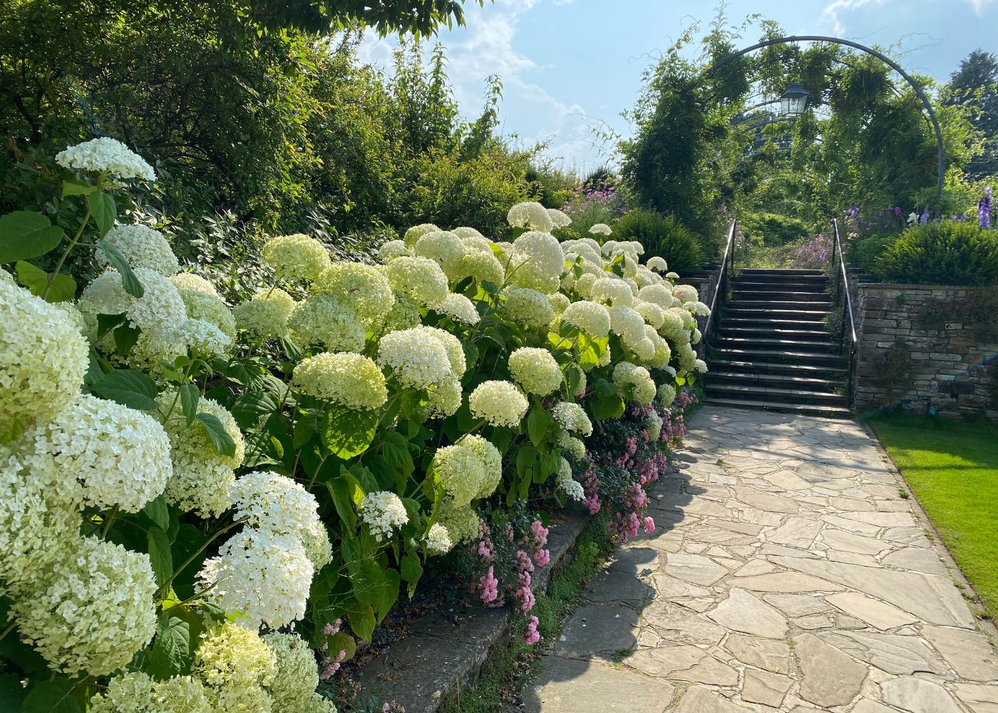 White smooth hydrangeas along a stone path with steps leading up to a garden archway.