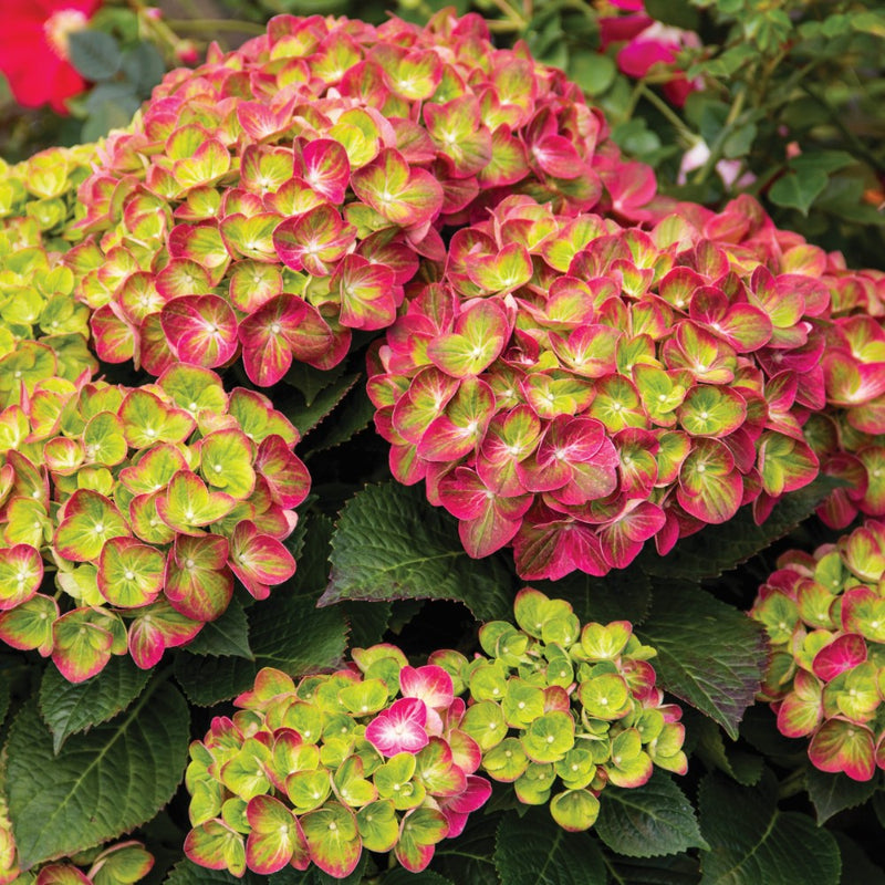 Close up picture of Tilt-A-Swirl Bigleaf Hydrangea with green and pink flowers in the garden
