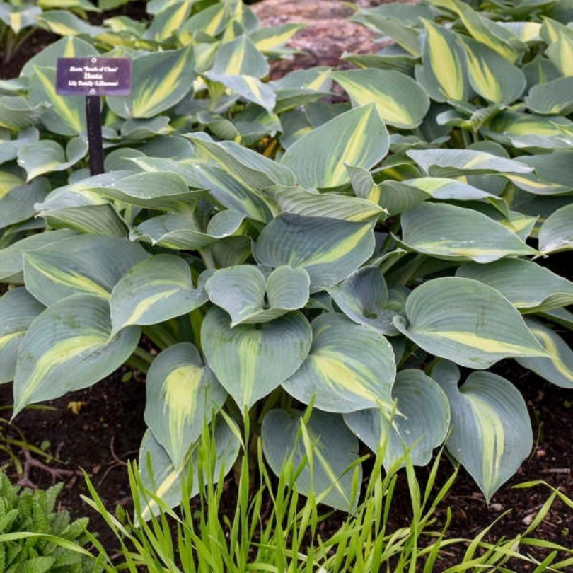 Hosta plant with large blue-green leaves featuring pale yellow variegation, growing in a garden bed with a small plant label visible.