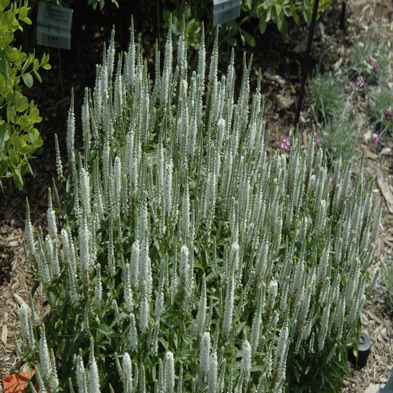 Magic Show® 'White Wands' Spike Speedwell has pure white blooms are a pollinator magnet un summer.