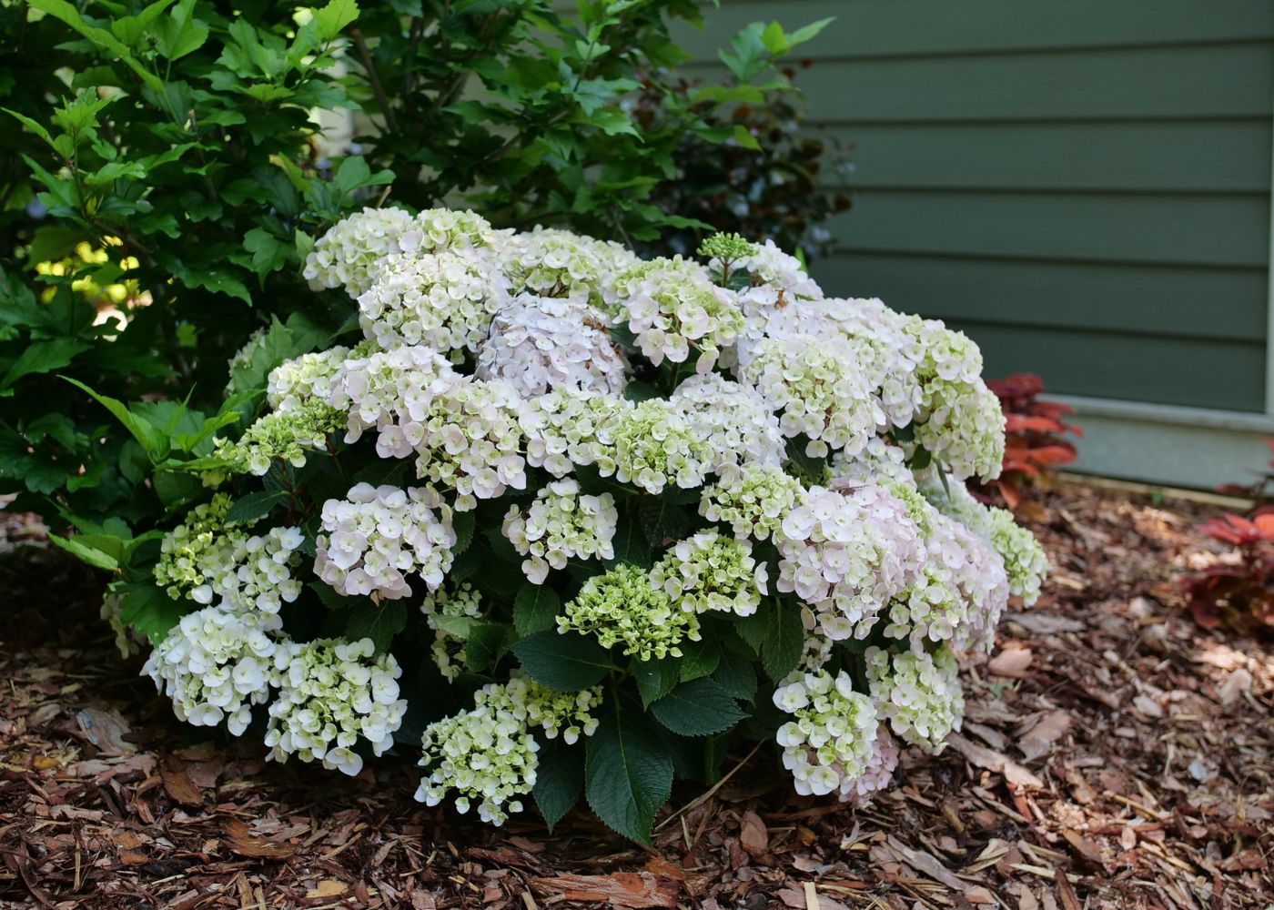 White hydrangea shrub in a garden setting with mulch and greenery.