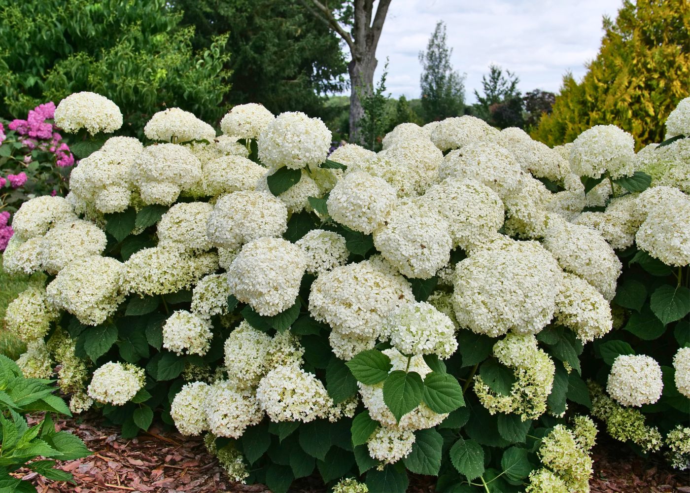Blossoming white smooth hydrangea hedge with green leaves in a garden setting.