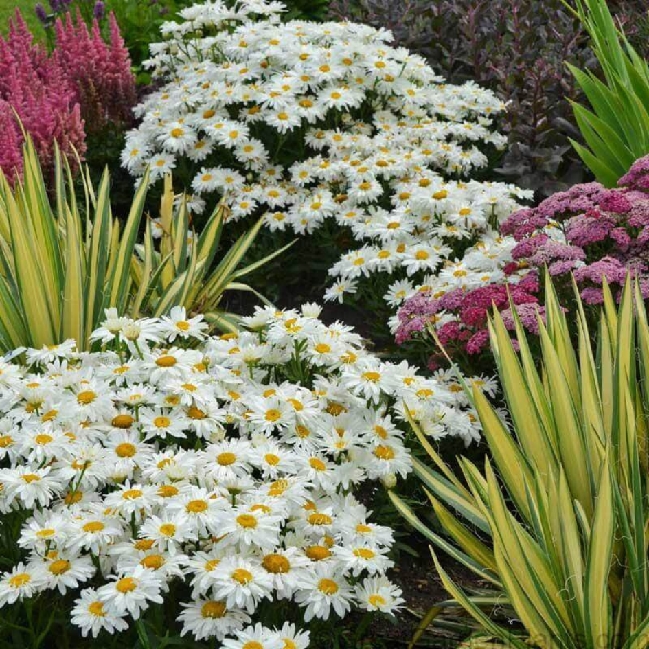 Whoops-A-Daisy Shasta Daisy with pure white blooms in a garden.