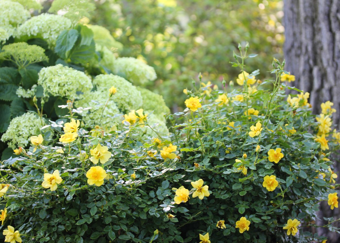 Garden with yellow roses and Incrediball smooth hydrangeas