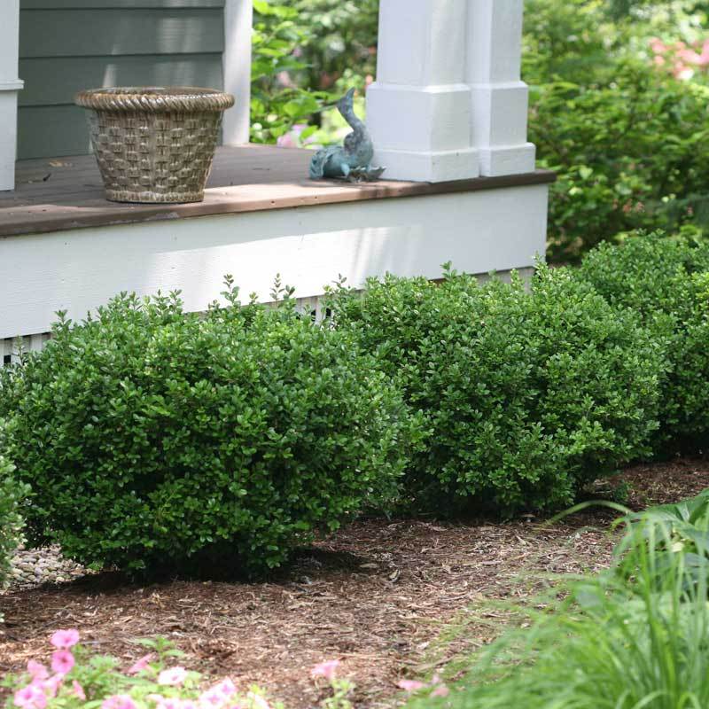 Choosing the right hedge: questions to ask before you plant