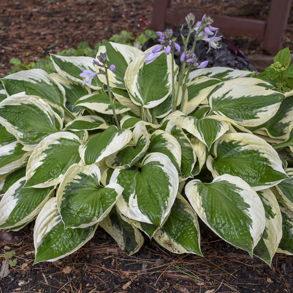 Patriot Hosta with green and white leaves and dainty lavender blooms.