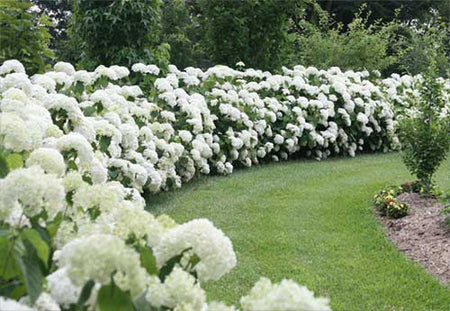 Incrediball Smooth Hydrangeas planted as a hedge with densely packed white blooms