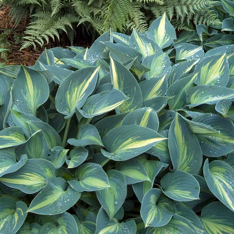 June Hosta with heart-shaped variegated leaves with dew drops.