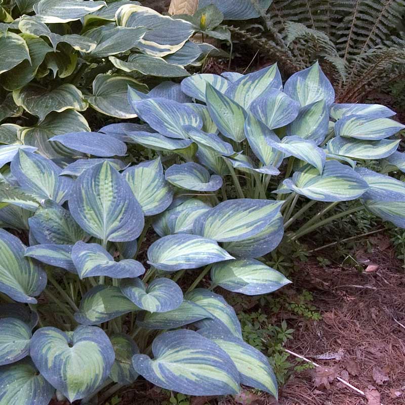June Hosta with heart-shaped leaves in a garden.