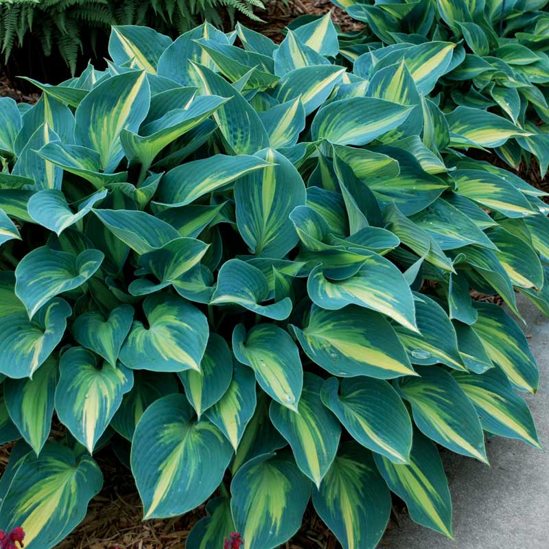 June Hosta with blue-green and yellow variegated leaves.