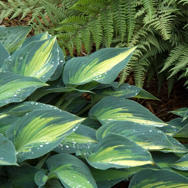 Close-up of the heart-shaped green and yellow variegated June Hosta leaves with dew drops.