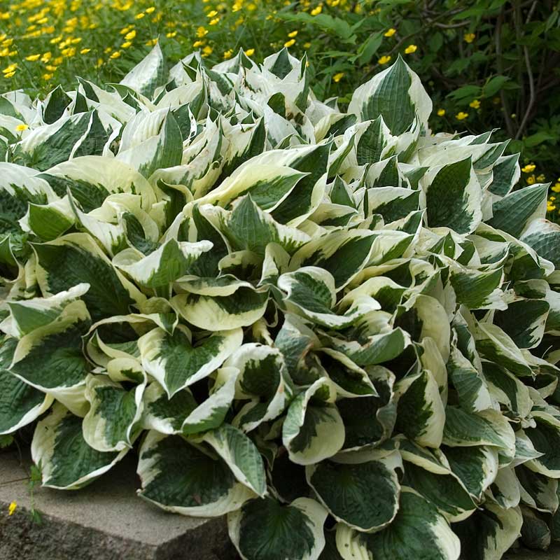 Patriot Hosta with green and white leaves in a garden.
