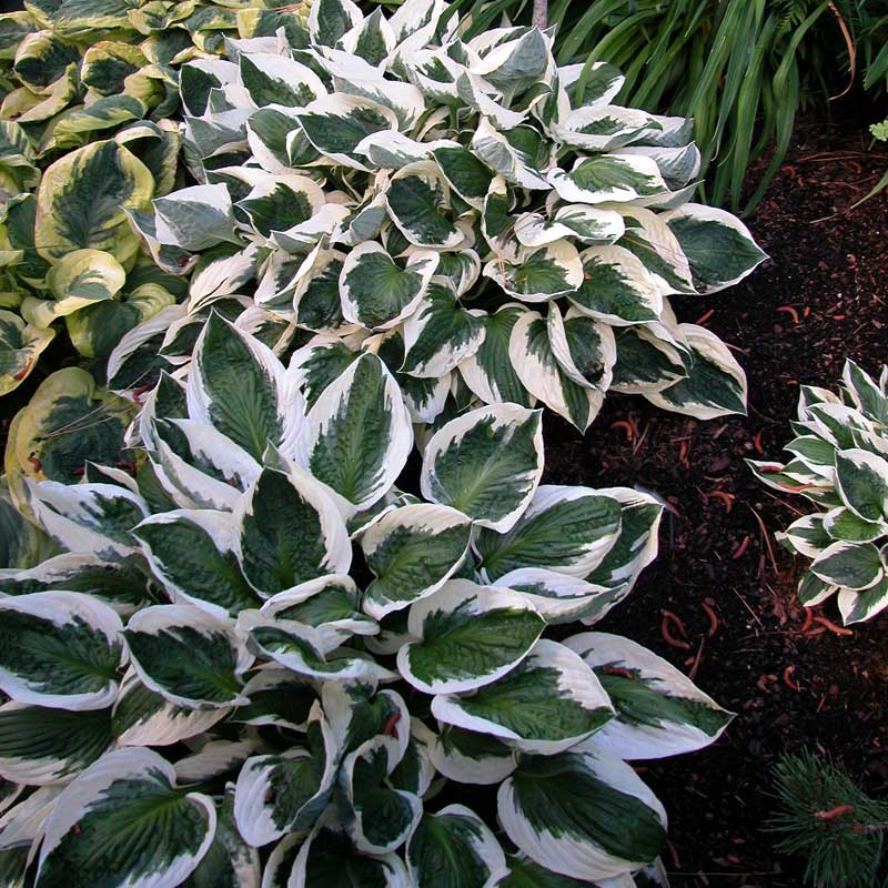 Three Patriot Hostas with green and white variegated leaves in a garden.