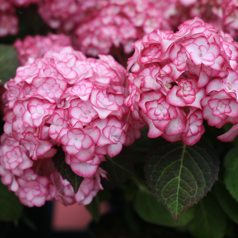 Close up image of Miss Saori hydrangea with pink and white flowers in the garden