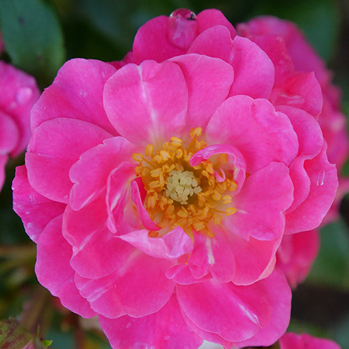 Oso Easy® Double Pink Rose has sweet pink flowers petals neatly arrayed around a fluffy yellow center.