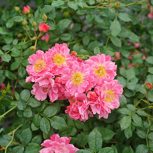 Oso Easy® Double Pink Rose has glossy green foliage with dozens of pink blooms.